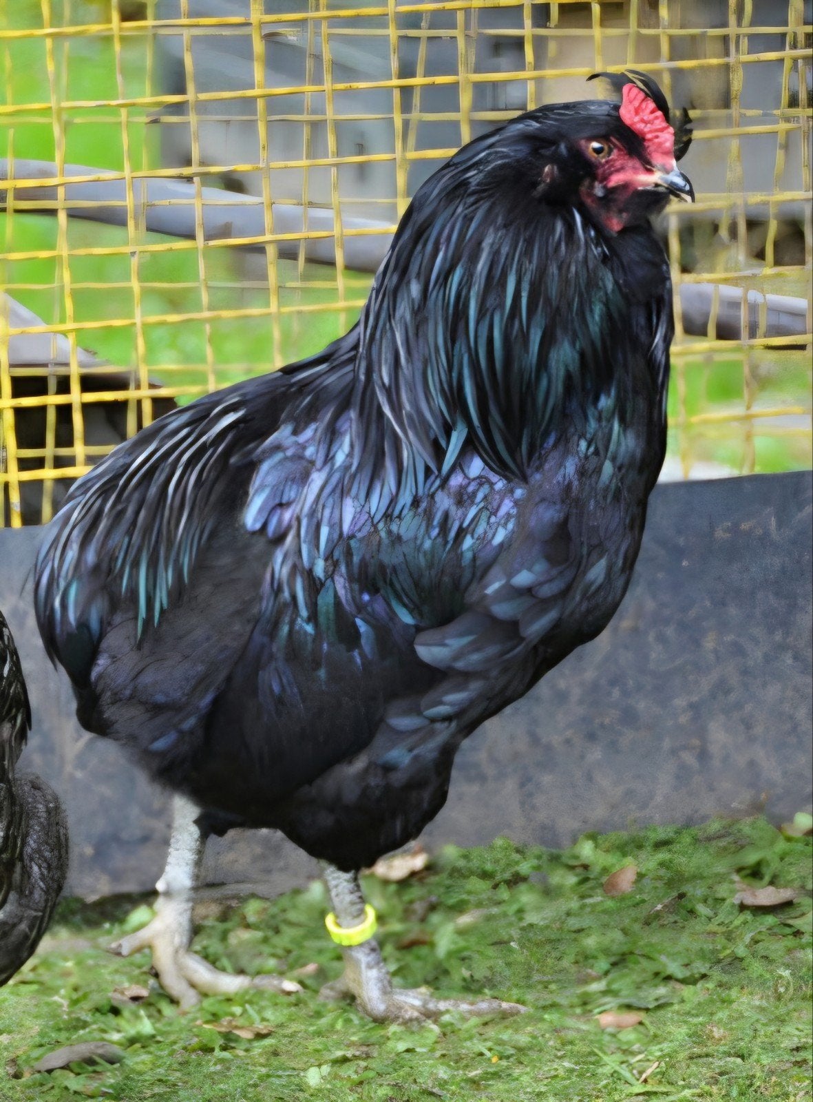 Raszuivere araucana hanen gezocht!!, Dieren en Toebehoren, Mannelijk, Kip