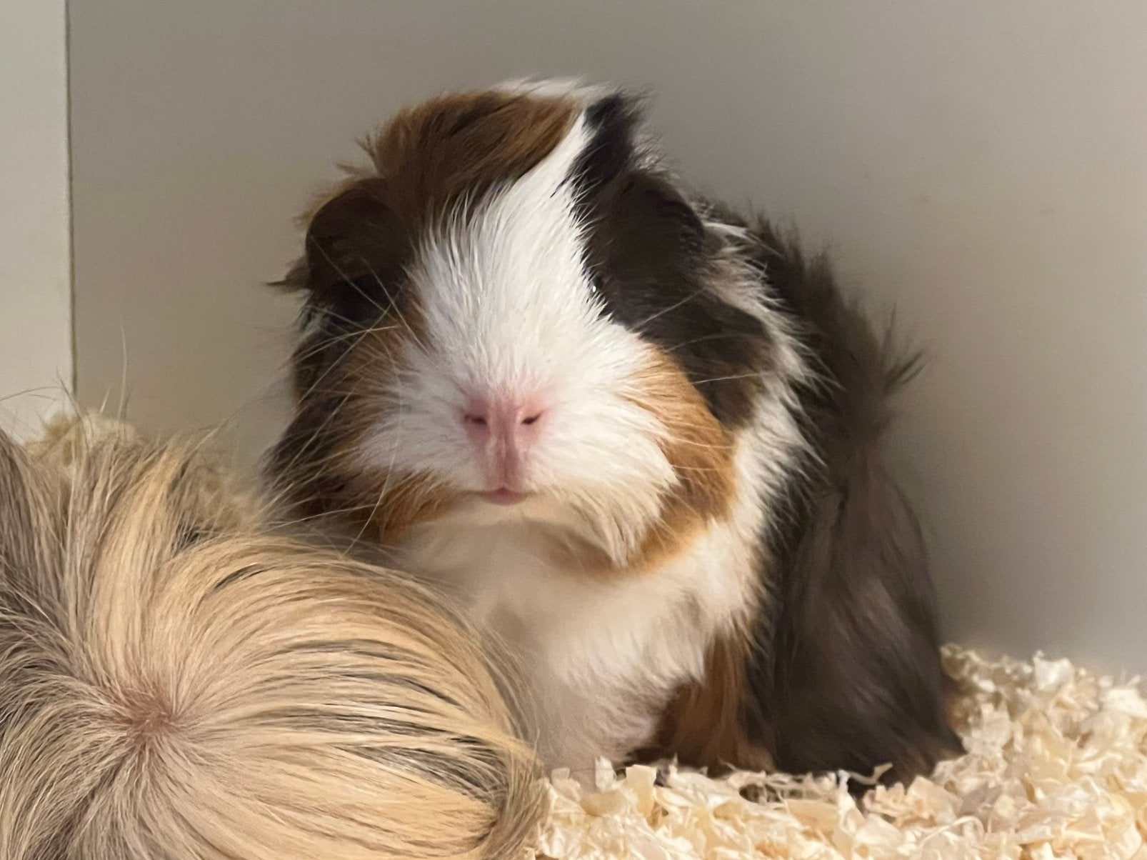 Twee peruvian cavia broertjes, Dieren en Toebehoren, Cavia, Juni, Mannelijk, Tam