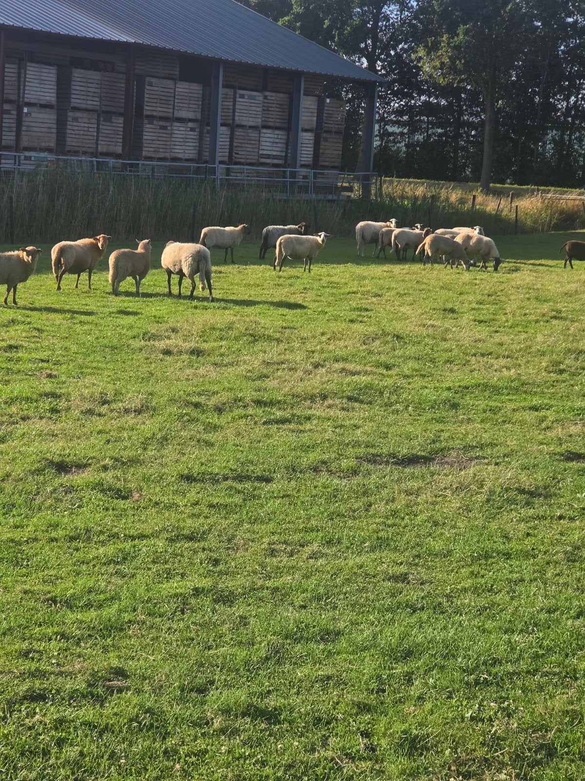 te koop begrazingschapen