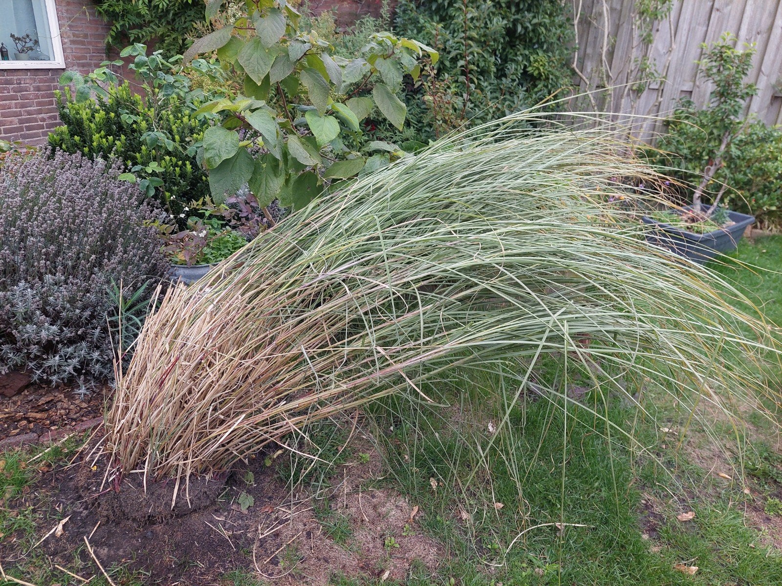 Gratis siergras, Tuin en Terras, Ophalen, Volle zon, Vaste plant, Siergrassen