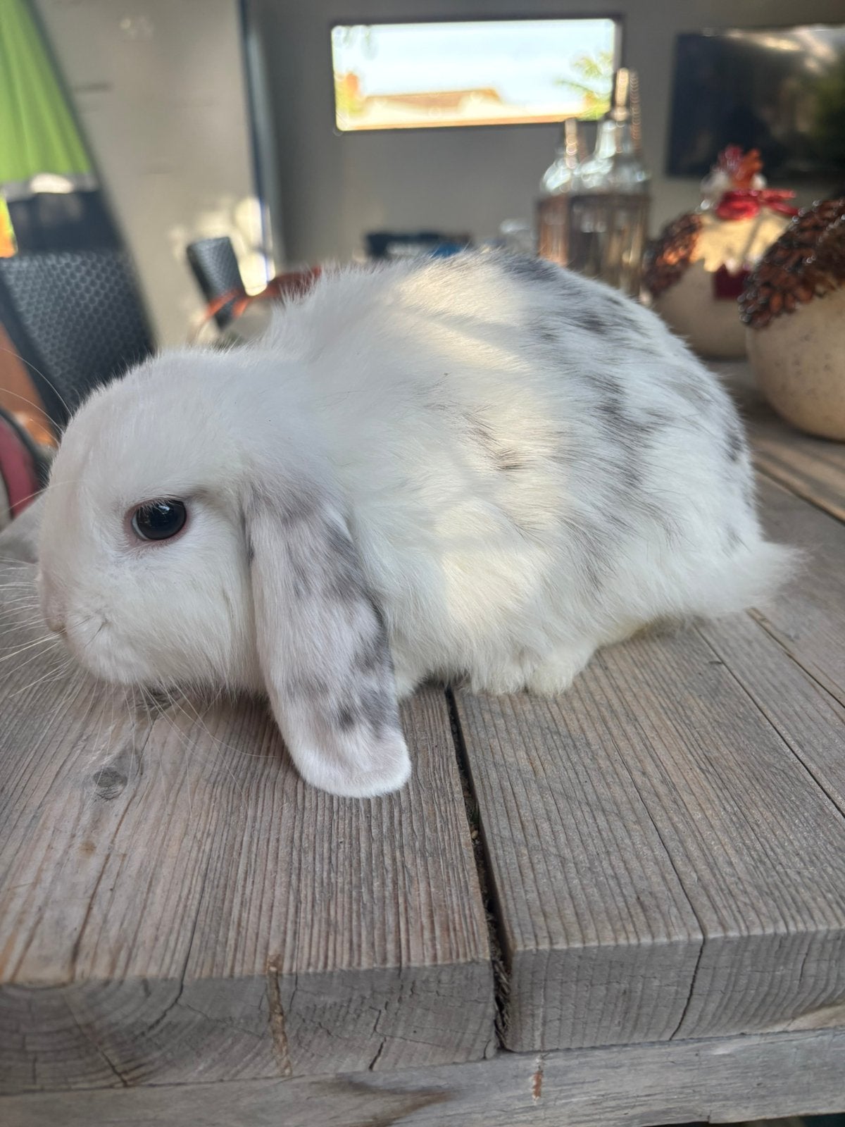 Lieve jonge minilop en NHD hangoor konijntjes te koop satijn, Dieren en Toebehoren, Konijnen, Meerdere dieren, Dwerg, Hangoor