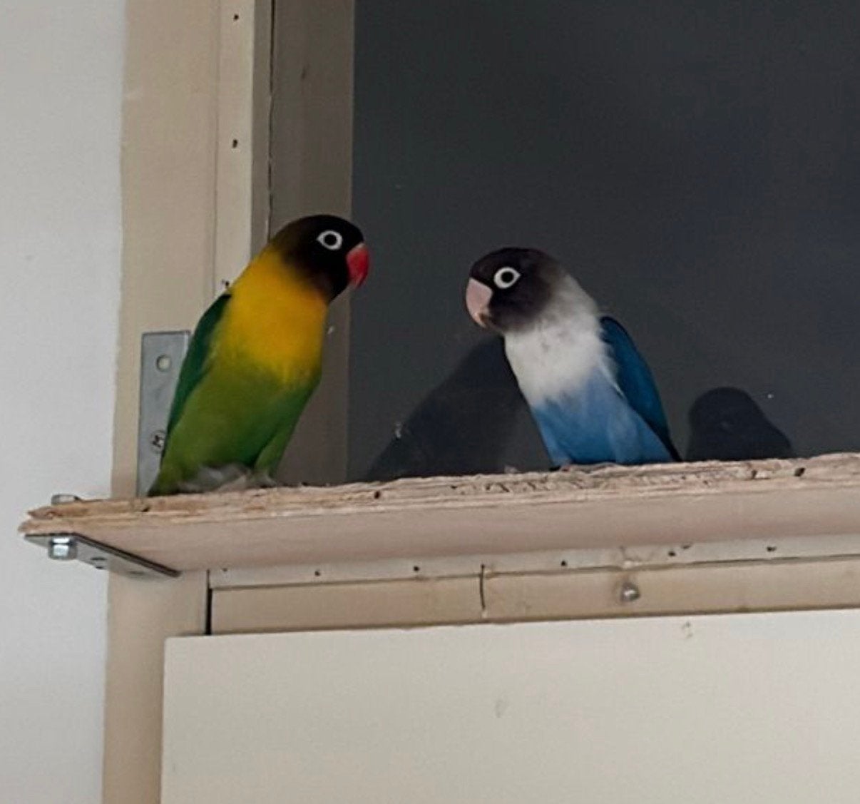 Mango & Blueberry, Dieren en Toebehoren, Vogels | Parkieten en Papegaaien, Meerdere dieren, Dwergpapegaai of Agapornis, Geringd