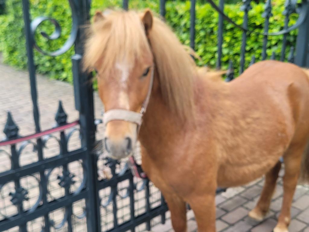 Braaf hengstje, Hengst, A pony (tot 1.17m), Gechipt, 3 tot 6 jaar