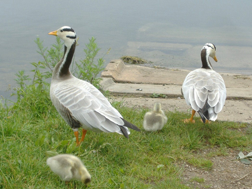 Te koop Indische streepkop gans, Dieren en Toebehoren, Geslacht onbekend, Gans of Zwaan