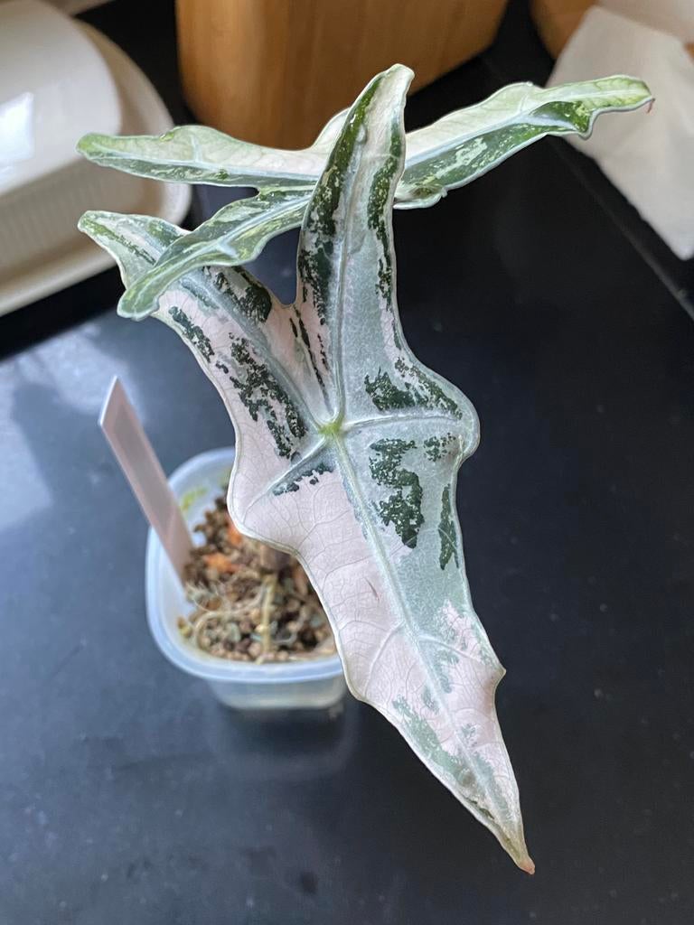 Alocasia Nobilis Pink variegata corms / knollen, Ophalen of Verzenden, Volle zon, Knol