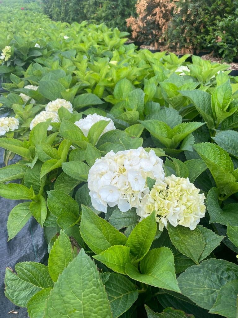 Boeren Hortensia Wit, Volle zon, Vaste plant, Zomer, Ophalen