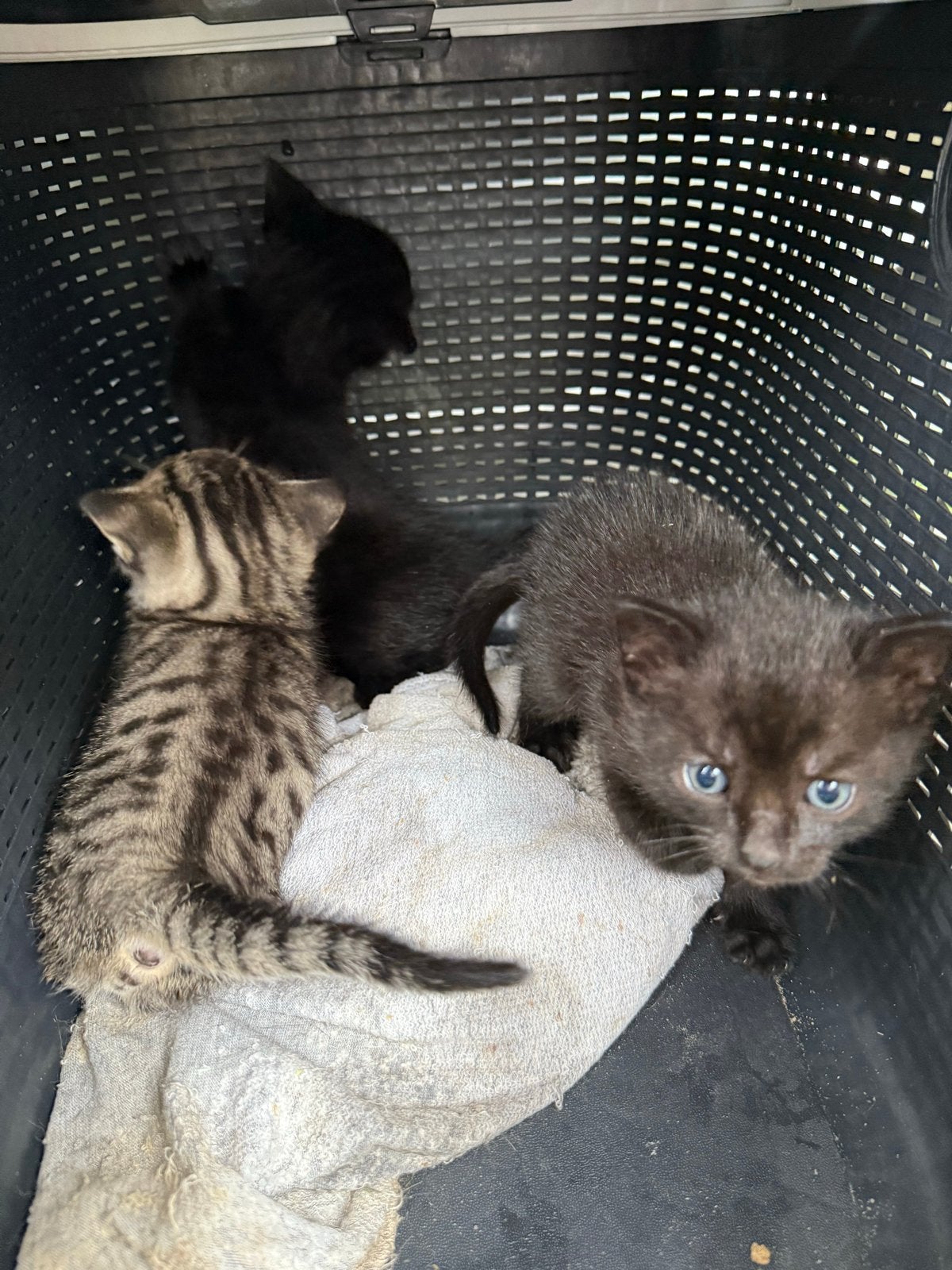 Katten an kitten, Meerdere dieren