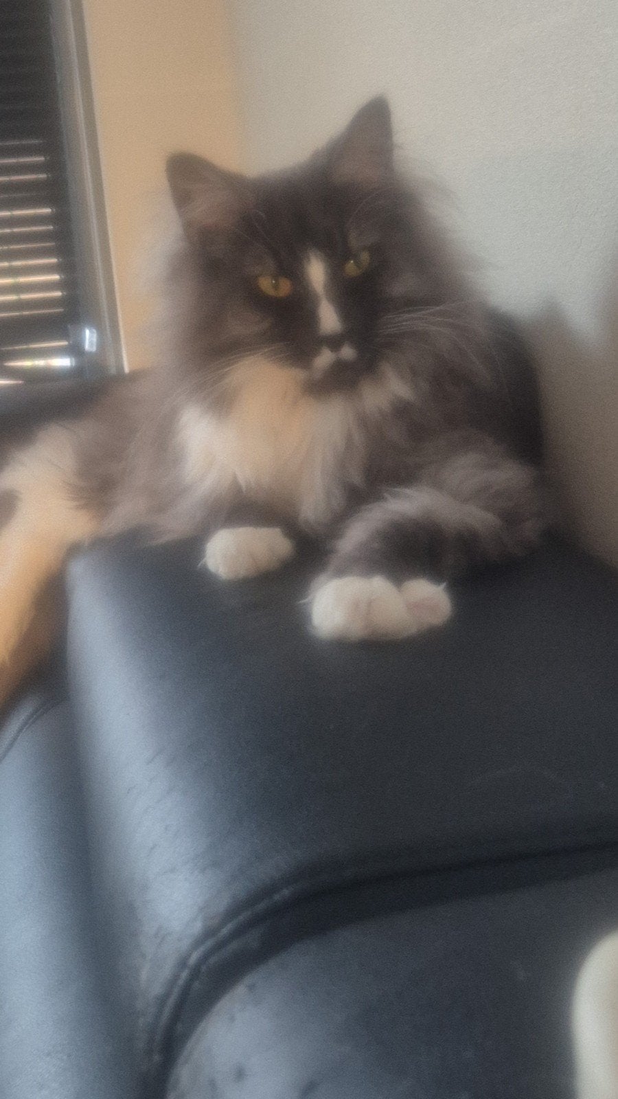 Maine Coon kater, Kater