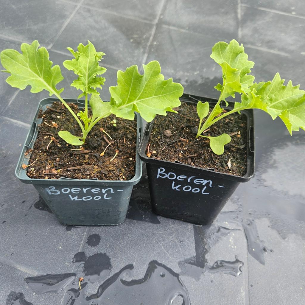 Verse Boerenkool Plantjes - Klaar om te planten, Tuin en Terras, Planten | Tuinplanten, Ophalen, Volle zon, Groenteplanten, Eenjarig
