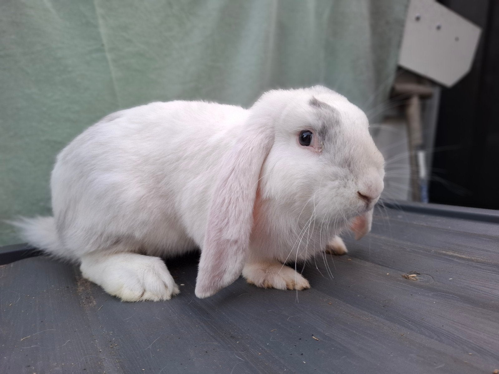 Franse hangoor, Dieren en Toebehoren, Konijnen, Mannelijk, Groot