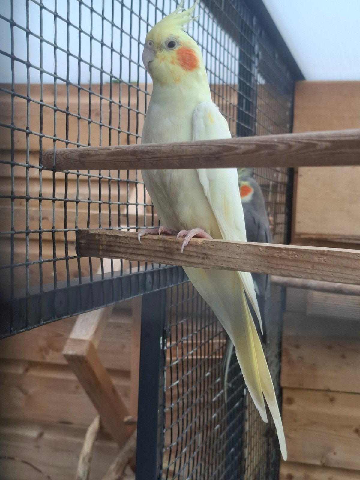 te koop mooi koppel Valkparkieten, Dieren en Toebehoren, Vogels | Parkieten en Papegaaien, Meerdere dieren, Parkiet