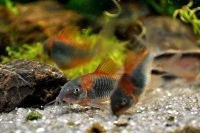 corydoras past in ieder gezeldschap aquarium, Dieren en Toebehoren, Vis, Zoetwatervis