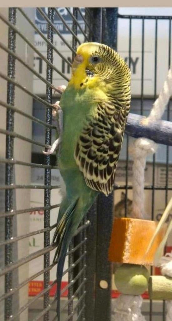 Leuke grasparkieten, Dieren en Toebehoren, Vogels | Parkieten en Papegaaien, Meerdere dieren, Parkiet, Tam