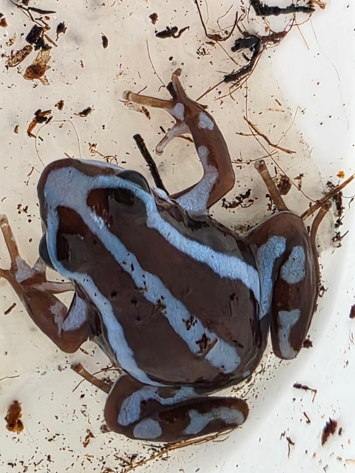 Epipedobates buena esperanza, Dieren en Toebehoren, Mieren