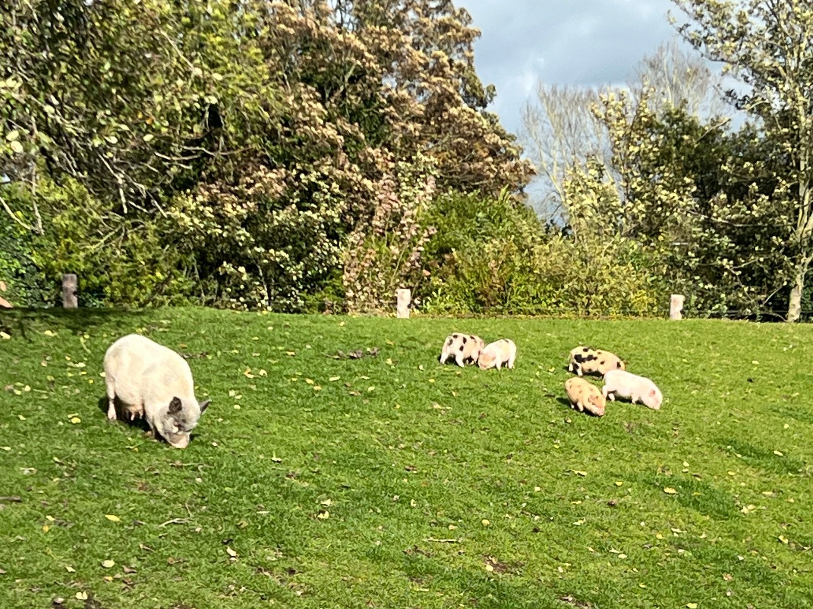 2 (mannetjes) biggen van mini varken te koop, Dieren en Toebehoren, Mannelijk, Varken, 0 tot 2 jaar