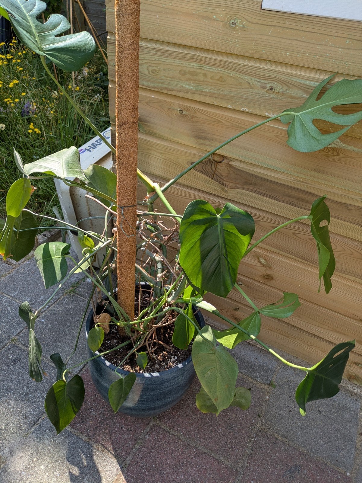 Grote Monstera Deliciosa met mosstok en pot, Huis en Inrichting, Kamerplanten, Ophalen, 100 tot 150 cm, Overige soorten, Halfschaduw