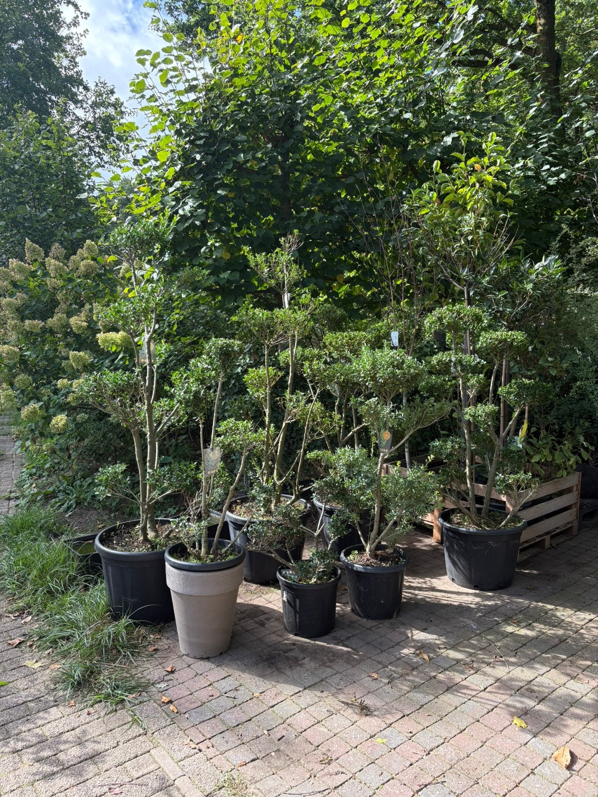 Ilex bonsai meerstammig in pot € 125 per stuk  groenblijvend, Tuin en Terras, Bloeit niet, Halfschaduw, Overige soorten, 100 tot 250 cm