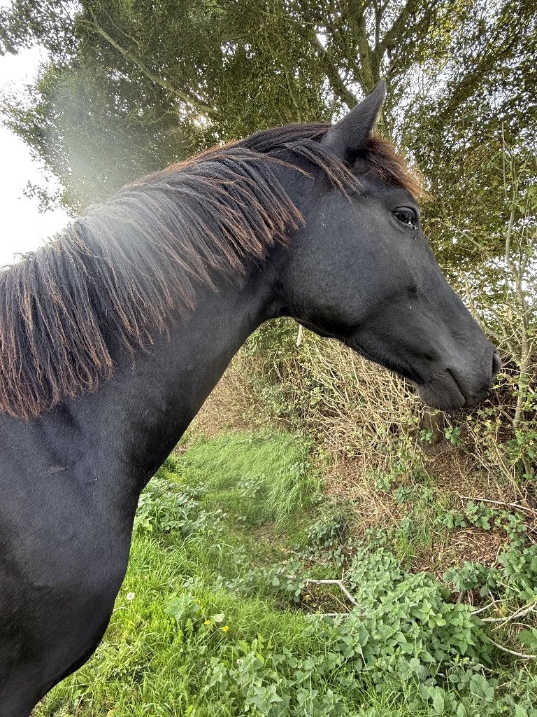 Superbraaf,sterk&zelfgefokt KWPN Miami TurfhorstxSan Remo, Dieren en Toebehoren, Met stamboom, Dressuurpaard, Hengst, 3 tot 6 jaar