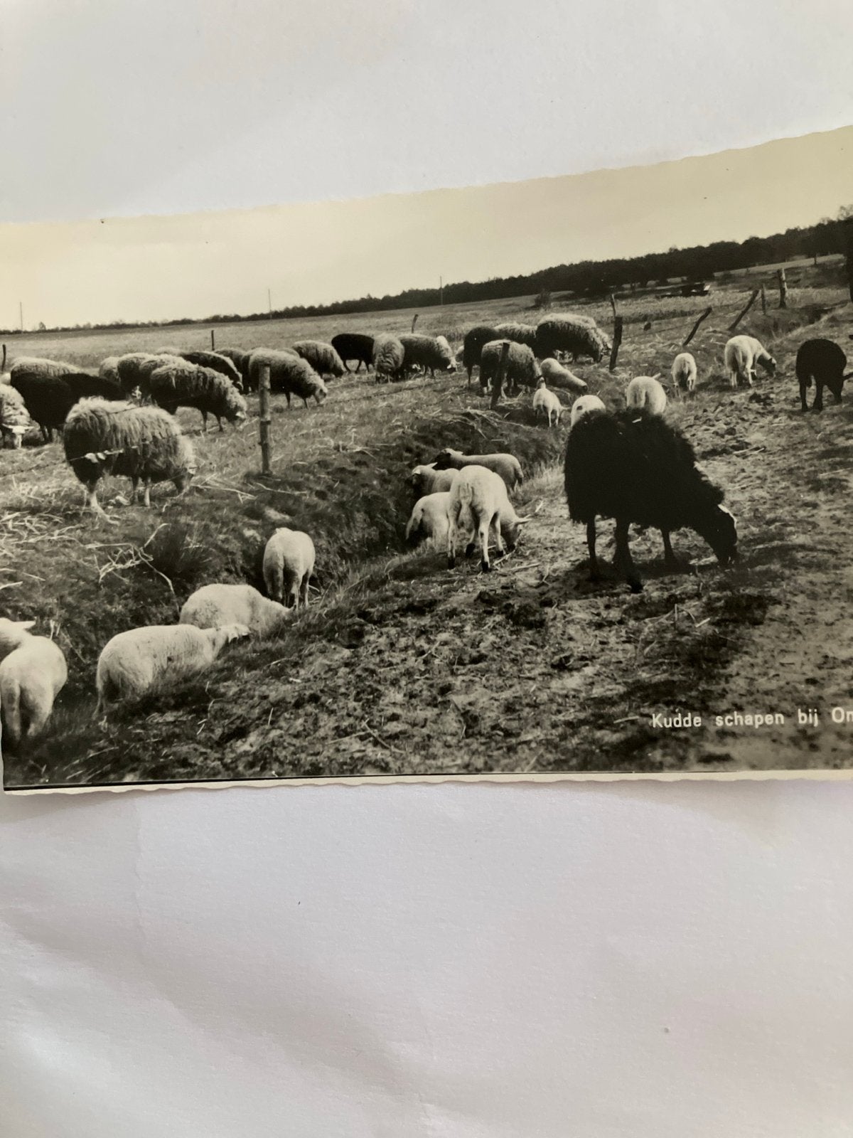 Oude Ansichtkaart: Kudde Schapen bij Ommen, Ophalen of Verzenden, 1940 tot 1960, Ongelopen, Overijssel