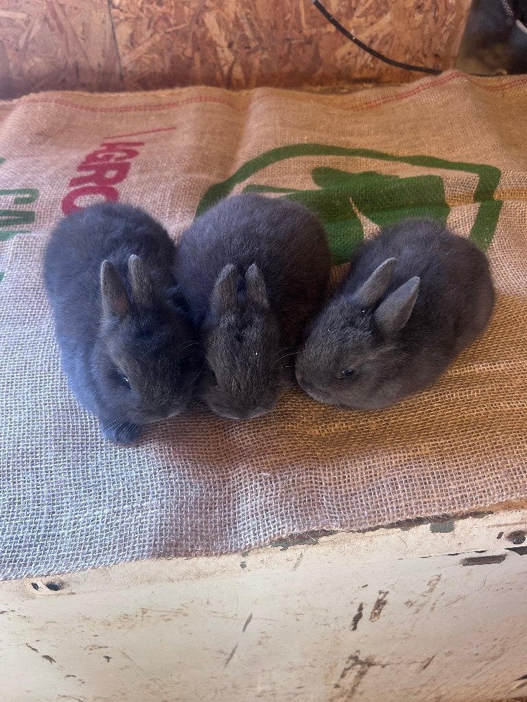 konijn kleurdwergen, Dieren en Toebehoren, Konijnen, Vrouwelijk, Dwerg, 0 tot 2 jaar