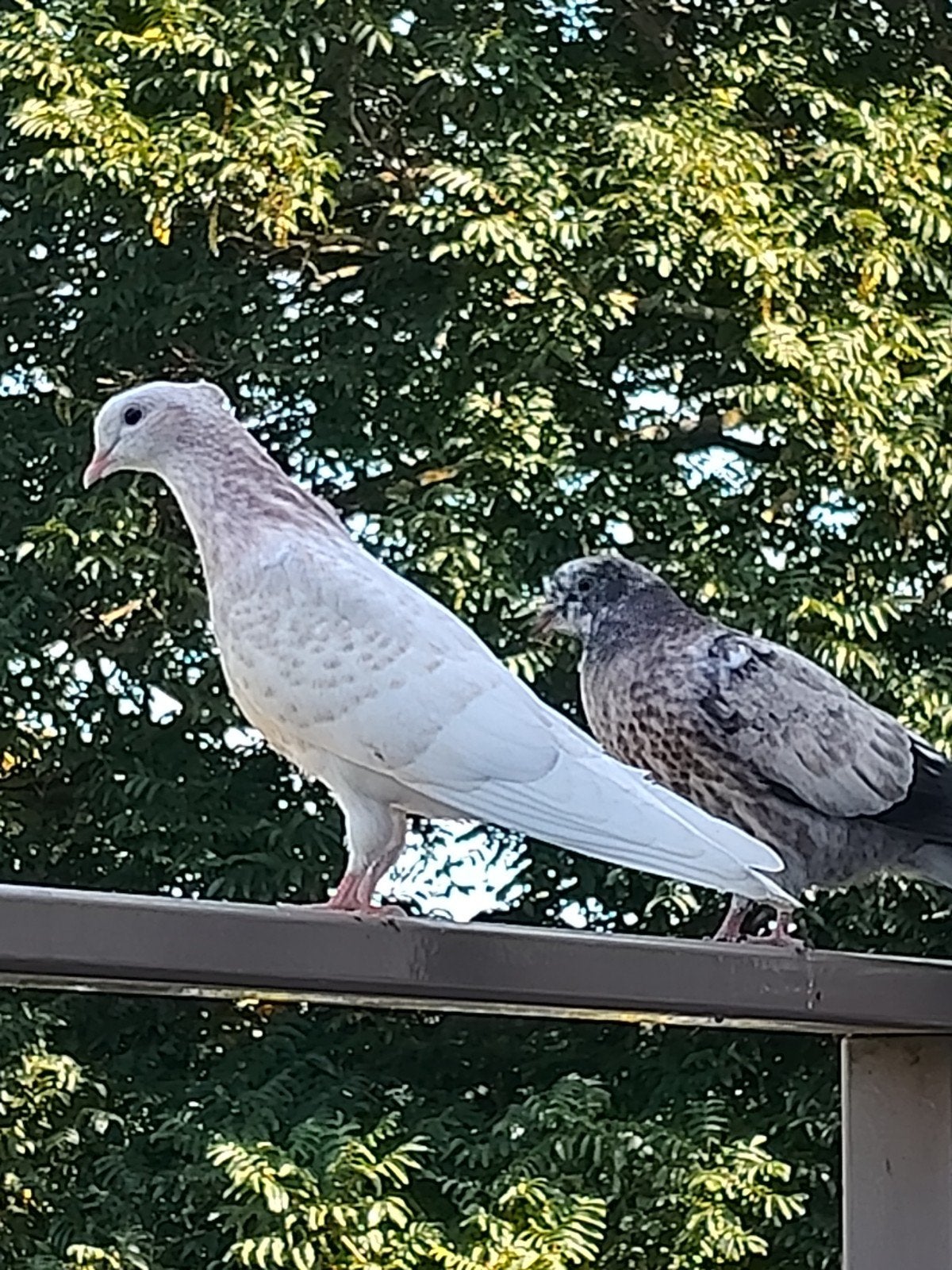 Iraanse hoogvliegers, Meerdere dieren