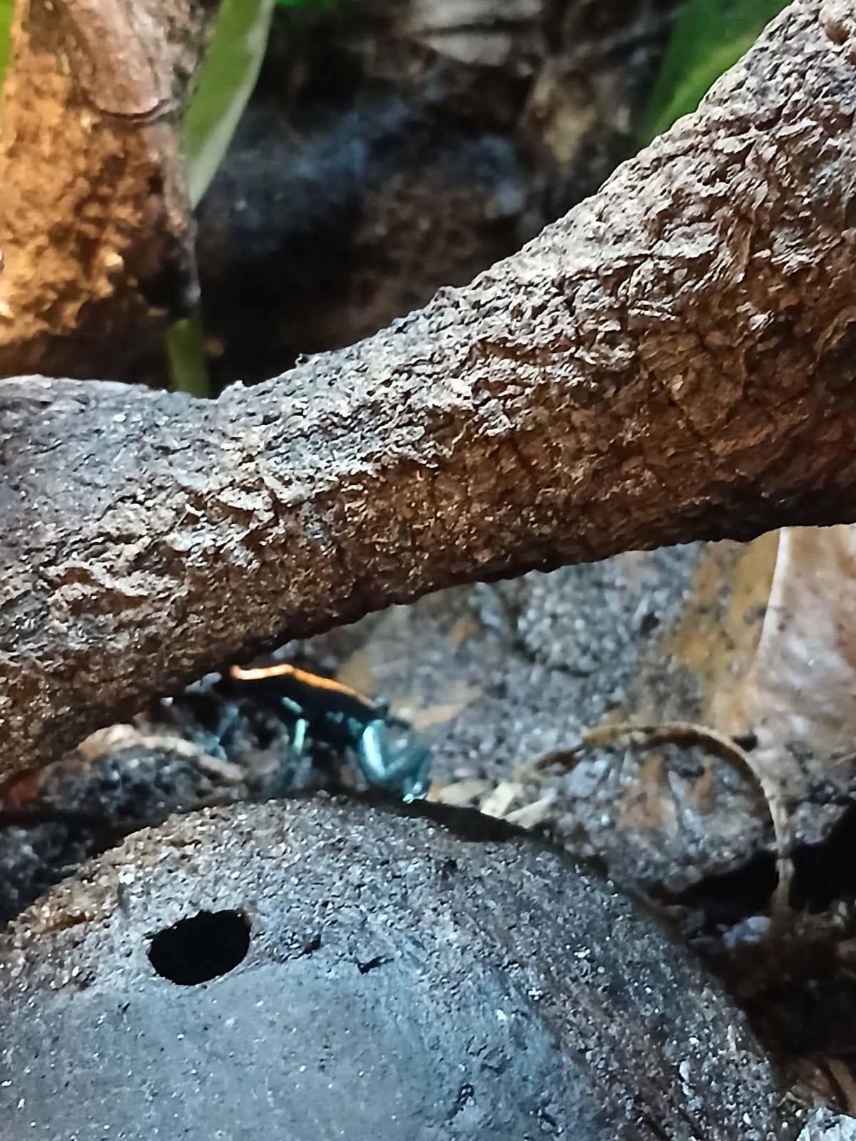 8x phyllobates vittatus, Dieren en Toebehoren, Reptielen en Amfibieën, Amfibie, 0 tot 2 jaar