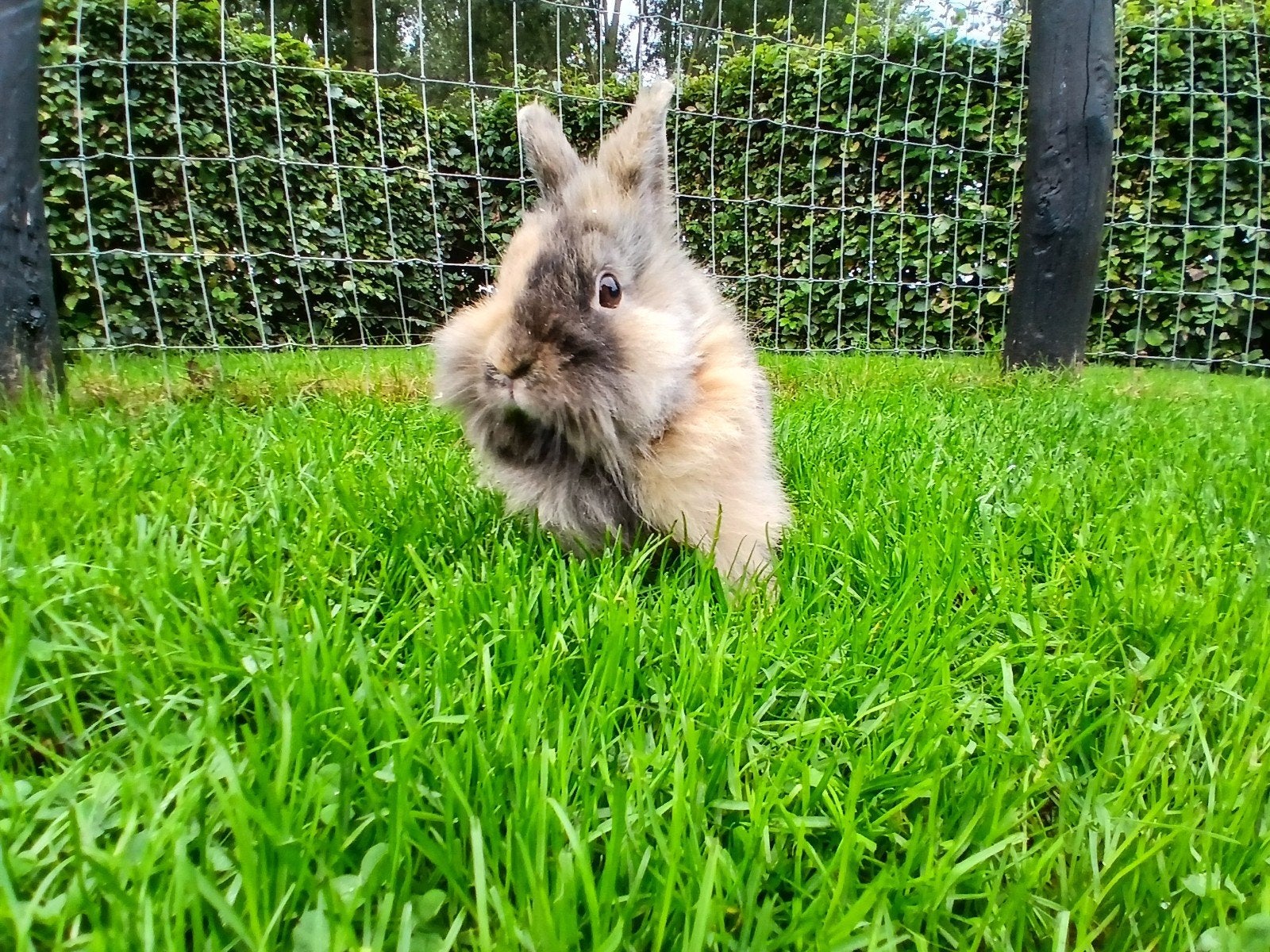 lief konijn, Vrouwelijk, Middelgroot, 0 tot 2 jaar