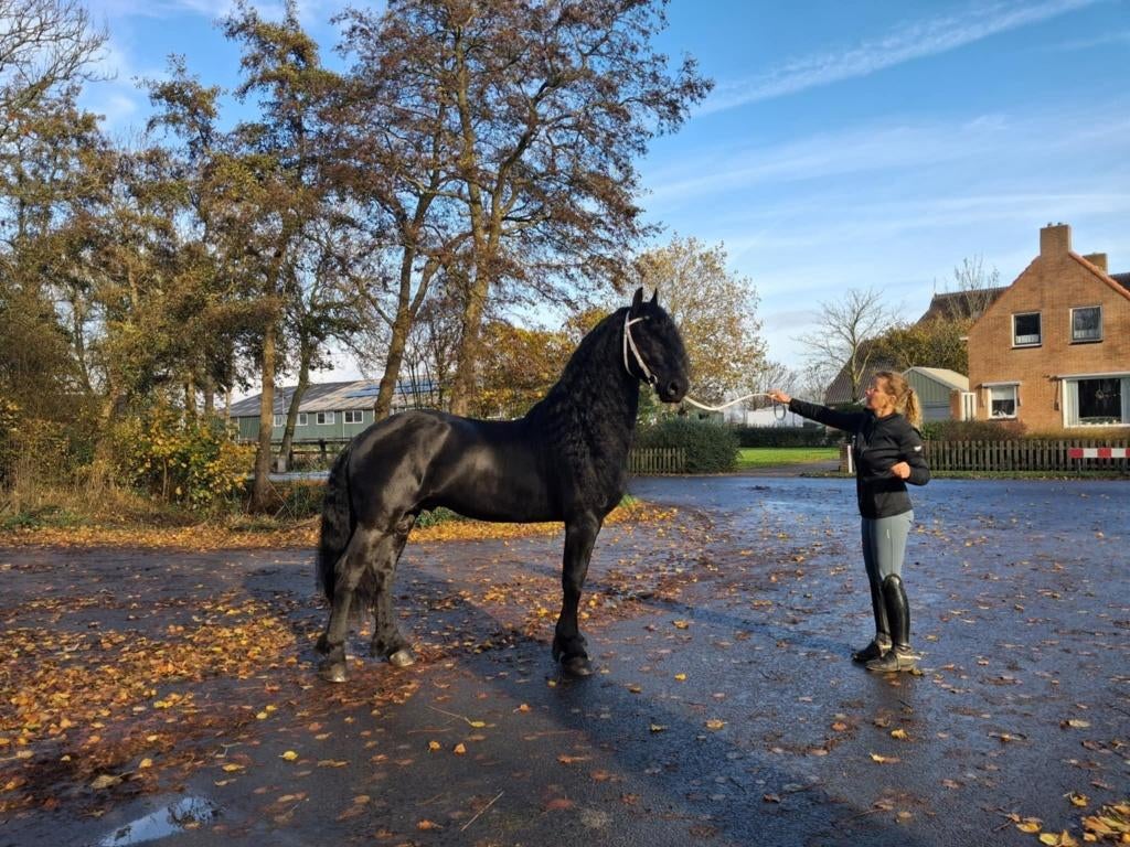 6 Jarige Aansprekende Hengst, Dieren en Toebehoren, Met stamboom, Niet van toepassing, Dressuurpaard, Hengst