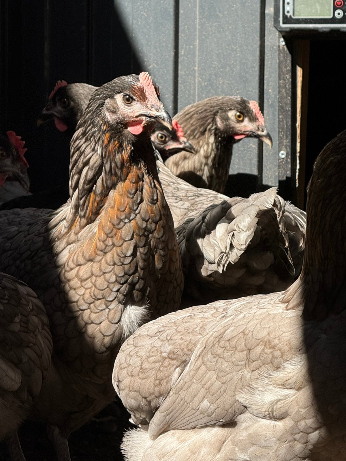 Jonge Blue des landes kippen, Dieren en Toebehoren, Vrouwelijk, Kip