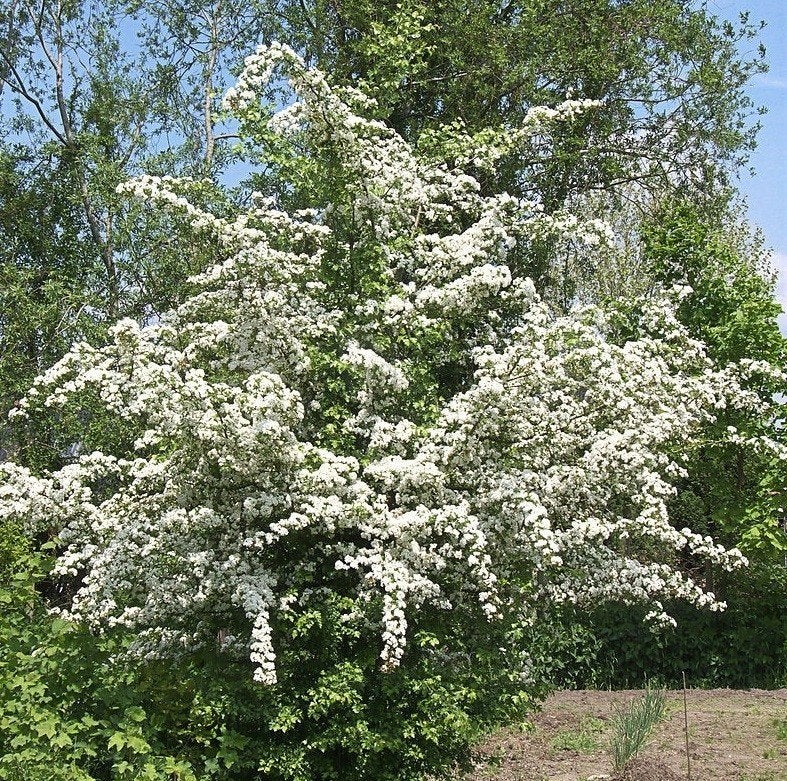 Crataegus laevigata, Tweestijlige meidoorn, inheems, Ophalen of Verzenden, Overige soorten, Struik, Minder dan 100 cm