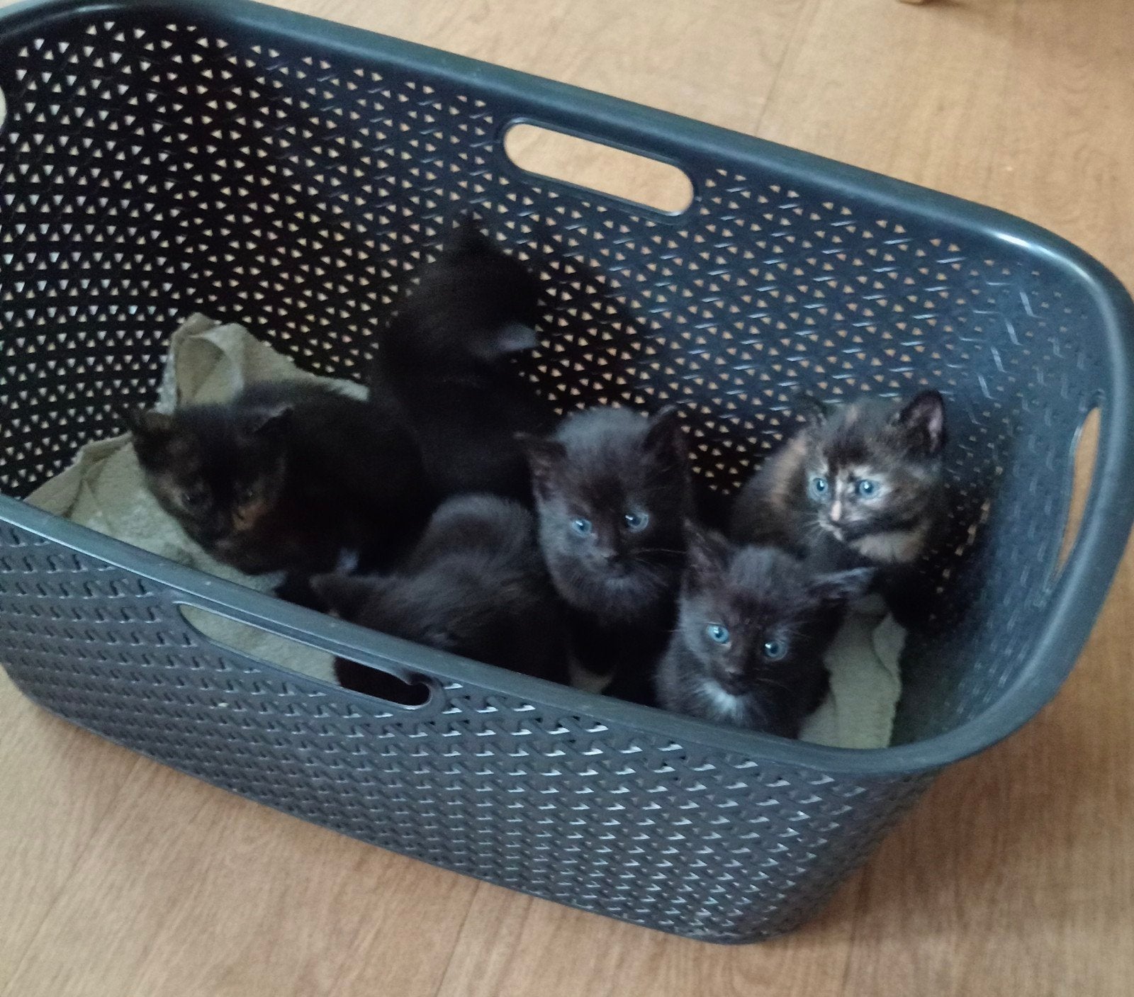 schattige lieve kittens, Dieren en Toebehoren, Ophalen, Nieuw