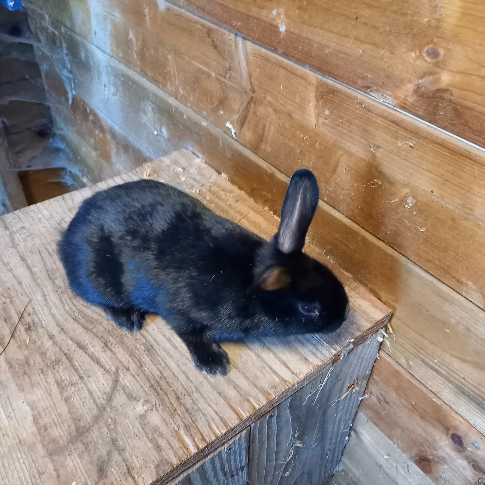 Lotharinger dwerg konijn, Dieren en Toebehoren, Konijnen, Mannelijk, Dwerg