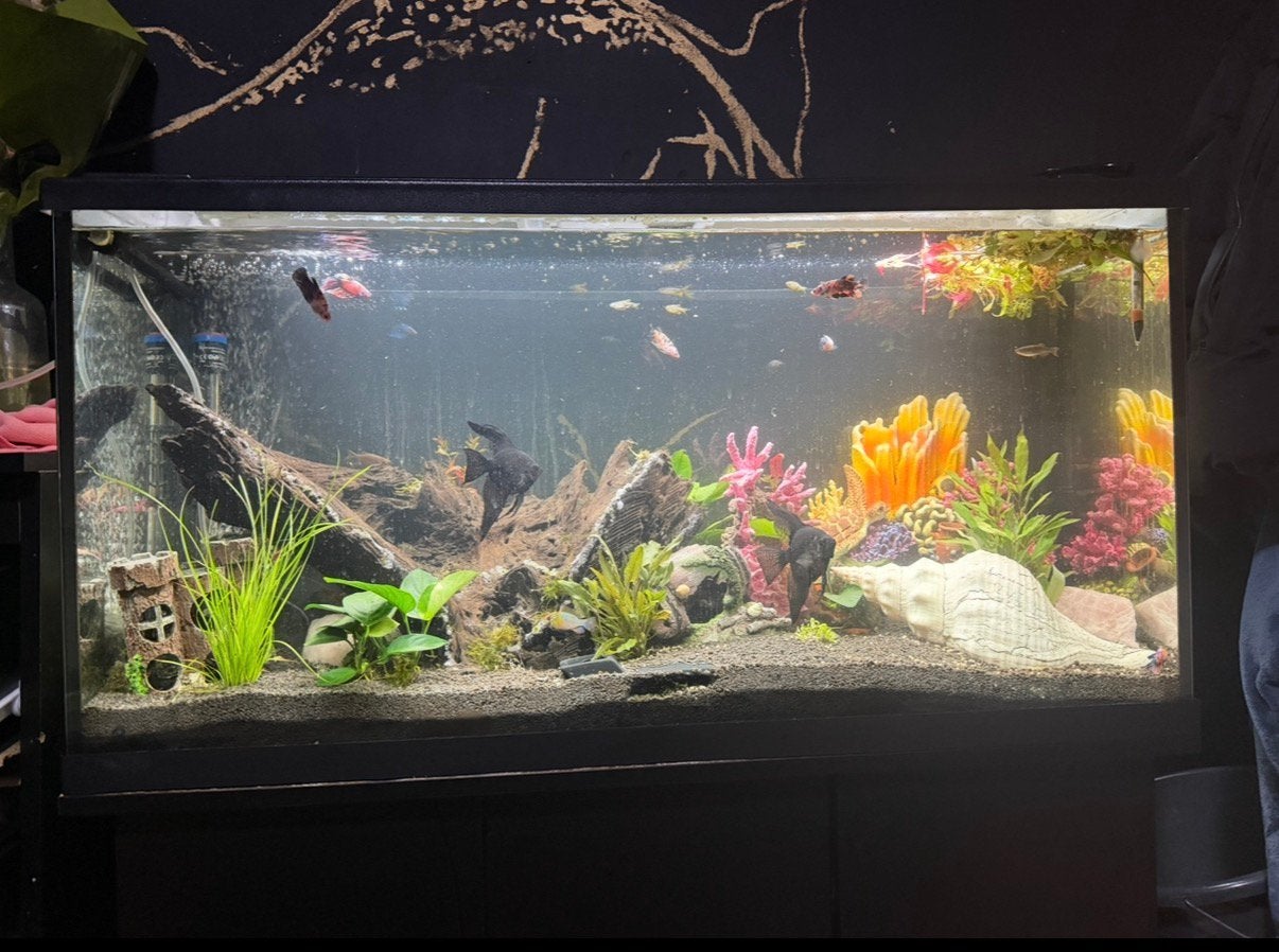 Eheim 180L aquarium, Ophalen, Gebruikt, Gevuld zoetwateraquarium, Inclusief deksel