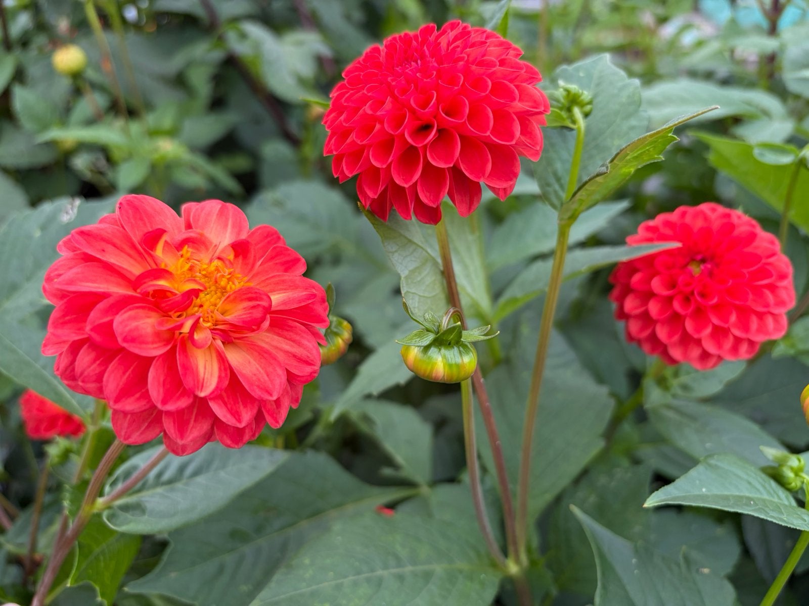 Rode pompon dahlia knol, Ophalen, Volle zon, Knol