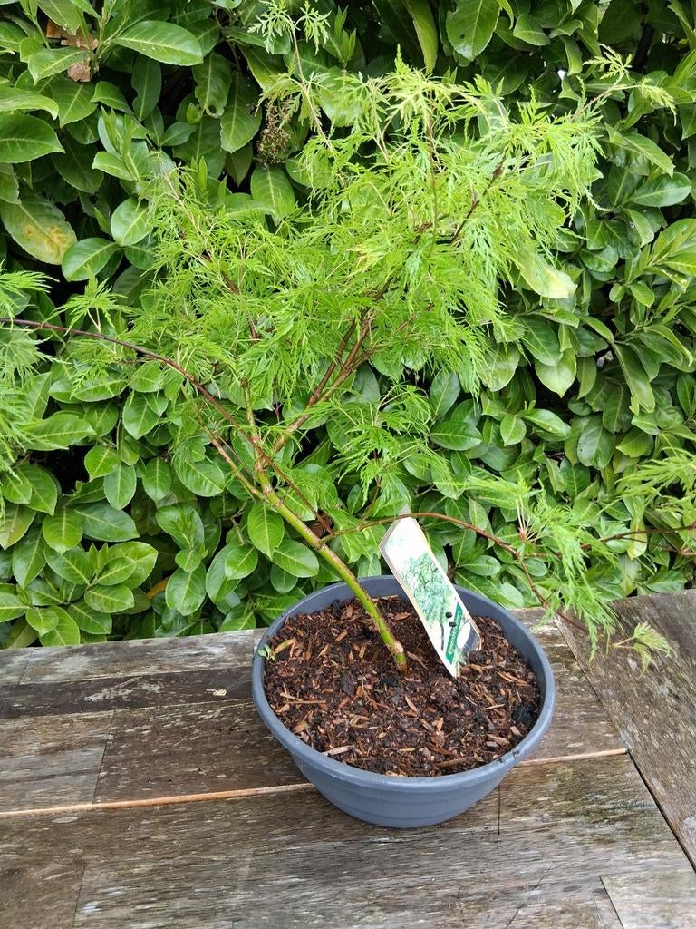 Bonsai acer, Ophalen, Bloeit niet, Overige soorten, Halfschaduw