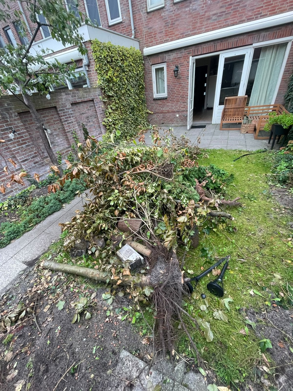 Gratis boomstronken en takken, Ophalen, Volle zon, Overige soorten