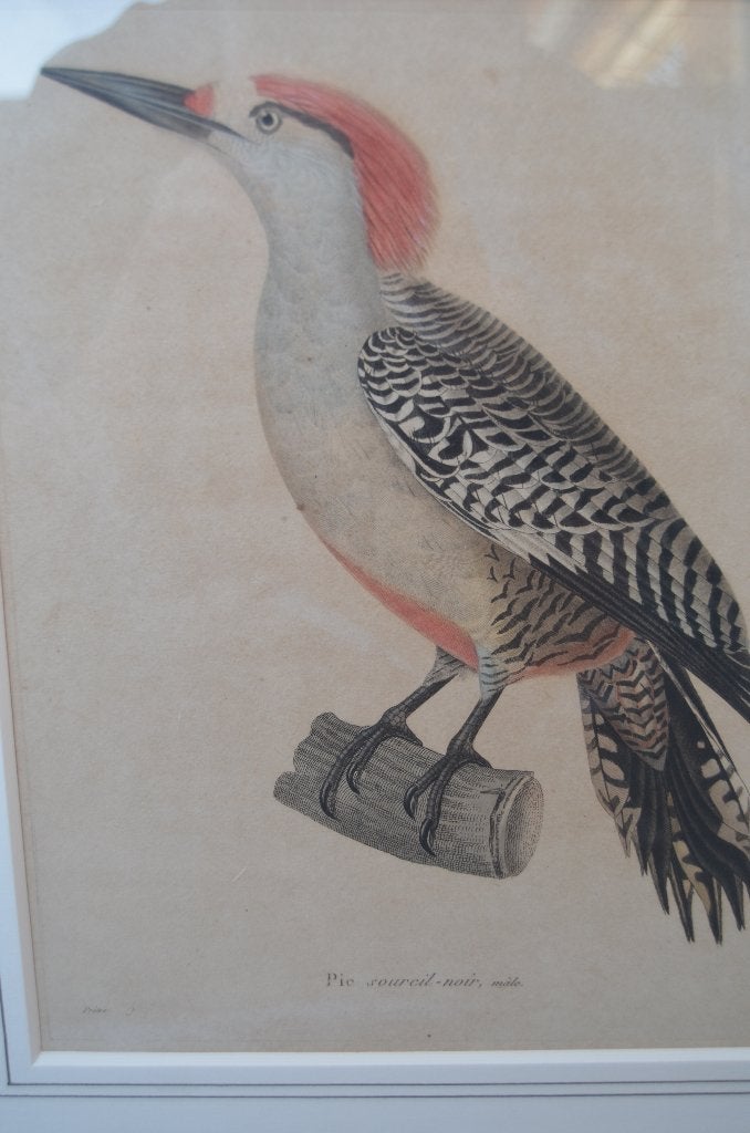 Gravure 19e eeuws van een specht, wel mooi eigenlijk, 1800 - 1899, Ophalen of Verzenden, Gravure, Flora en Fauna