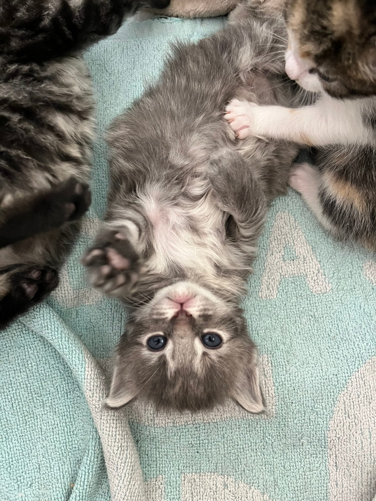 Kittens - noorse boskat X europesekorthaar mix, Meerdere dieren, Ontwormd, 0 tot 2 jaar