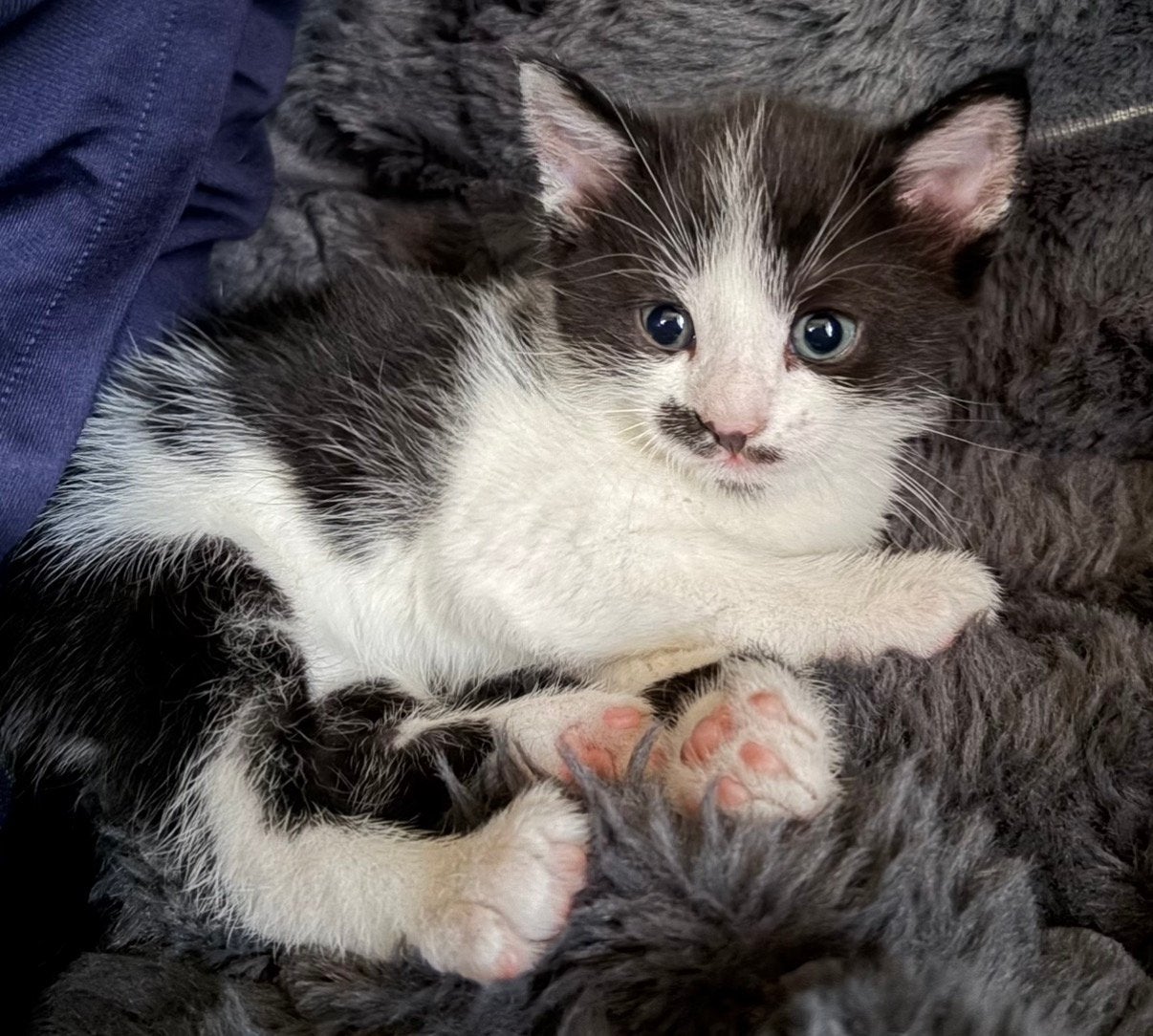 Nog 2 kittens te koop mogen weg per 12 juni, Meerdere dieren, Ontwormd