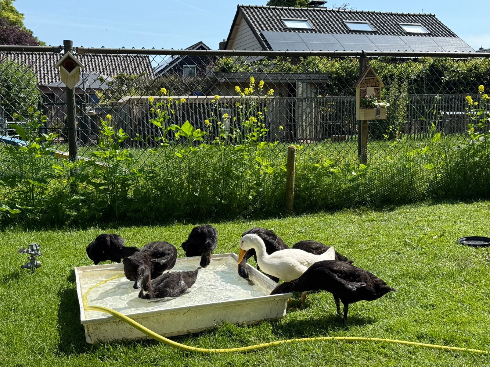 4 prachtige, jonge zwarte Indische loopeenden, Meerdere dieren, Eend