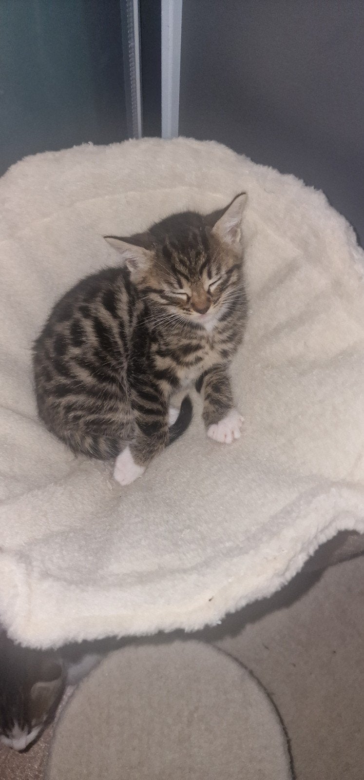 bengalen  kittens mix, Meerdere dieren, 0 tot 2 jaar