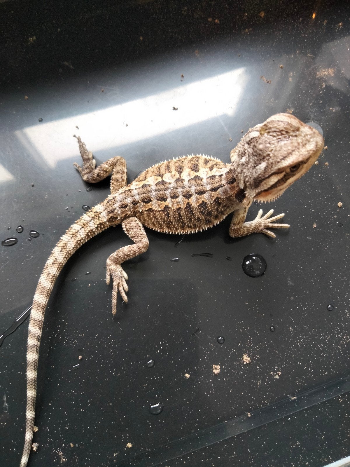 0.0.3 baardagamen - pogona vitticeps, Dieren en Toebehoren, Hagedis, Tam, 0 tot 2 jaar