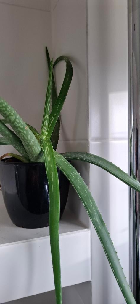 Grote Aloë Vera plant . Verschillende grotes, Ophalen, Overige soorten, Volle zon