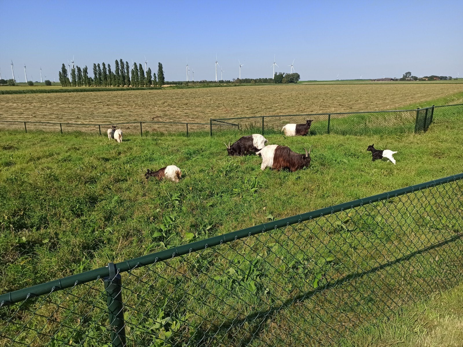 Wallische geiten, Vrouwelijk, Geit