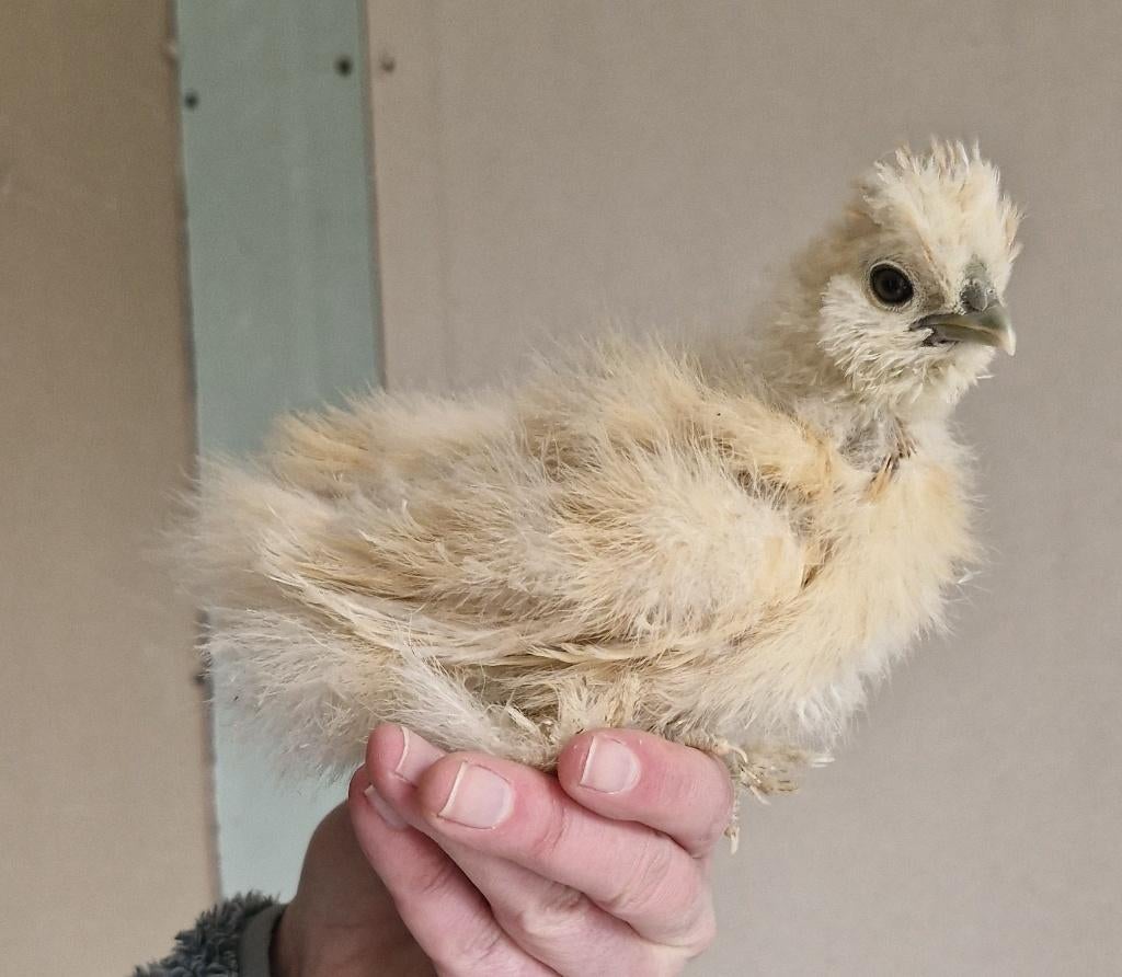 USA zijdehoen haantje, Dieren en Toebehoren, Pluimvee, Mannelijk, Kip