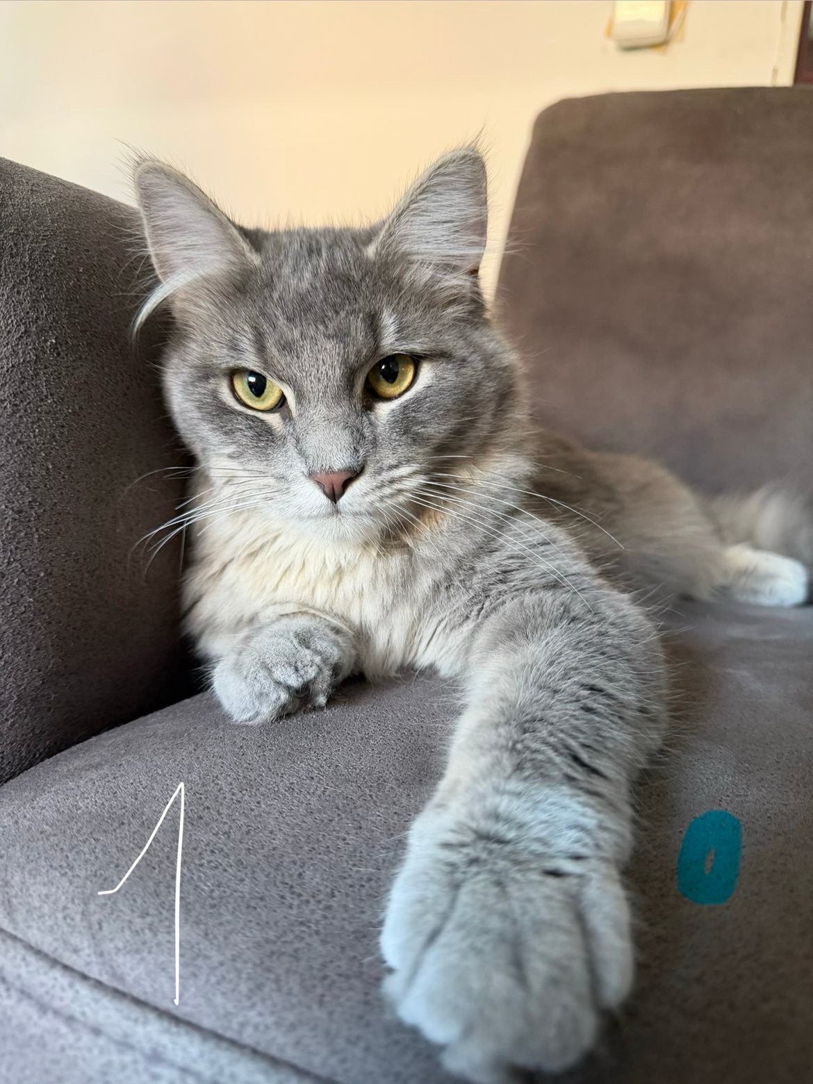 Prachtige Kittens - Kruising Ragdoll x Maine Coon, Meerdere dieren, 0 tot 2 jaar