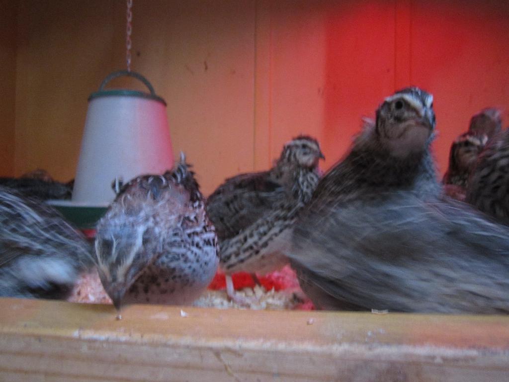 Te Koop Japanse Kwartels (jumbo), Dieren en Toebehoren, Vogels | Overige Vogels, Tropenvogel, Meerdere dieren