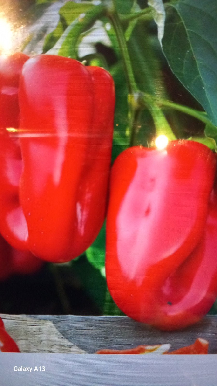 Biologische paprika planten - Vers van eigen kweek, Ophalen, Eenjarig, Groenteplanten, Volle zon