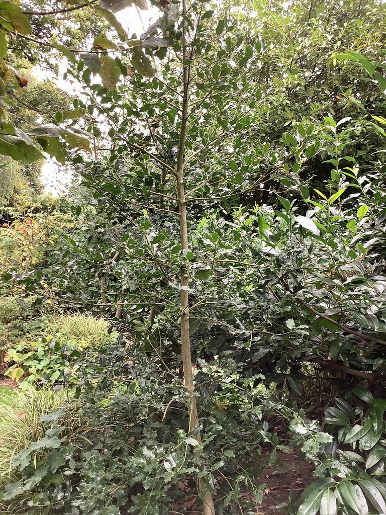 hoge Ilex, Tuin en Terras, Planten | Bomen, Bloeit niet, 250 tot 400 cm, Zuilboom, Ophalen