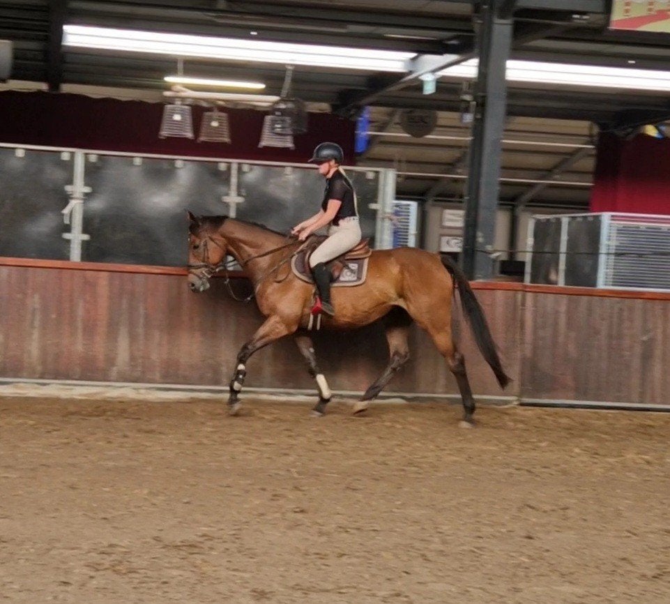 Top brave 9 jarige ruin, B, Ruin, 7 tot 10 jaar, Recreatiepaard
